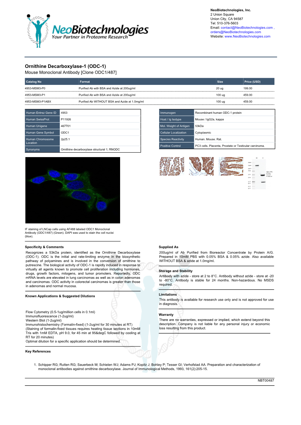 Ornithine Decarboxylase-1 (ODC-1) Mouse Monoclonal Antibody [Clone ODC1/487]