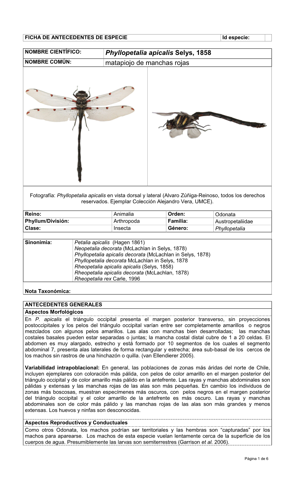 Phyllopetalia Apicalis Selys, 1858 Matapiojo De Manchas Rojas