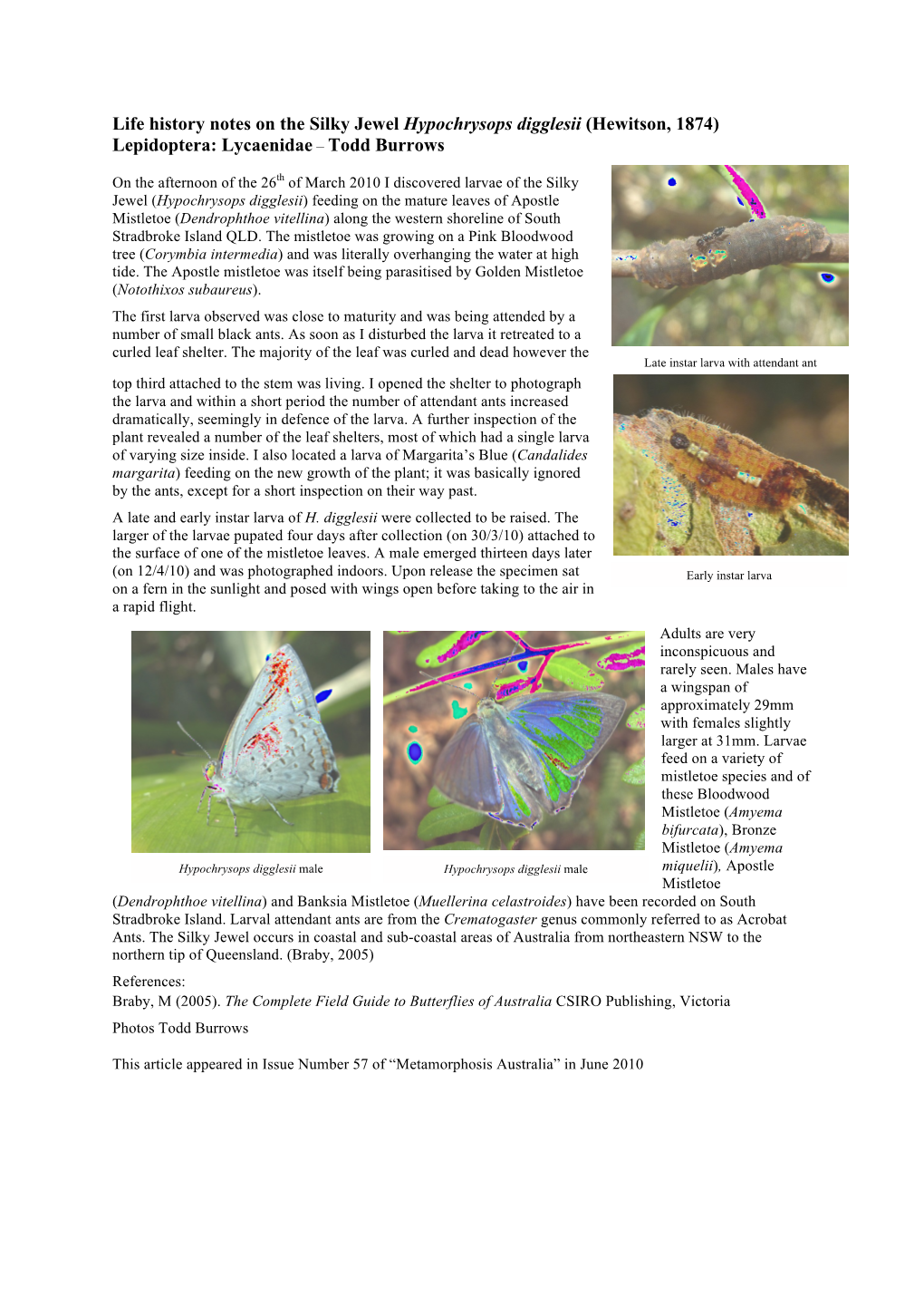 Life History Notes on the Silky Jewel Hypochrysops Digglesii (Hewitson, 1874) Lepidoptera: Lycaenidae – Todd Burrows