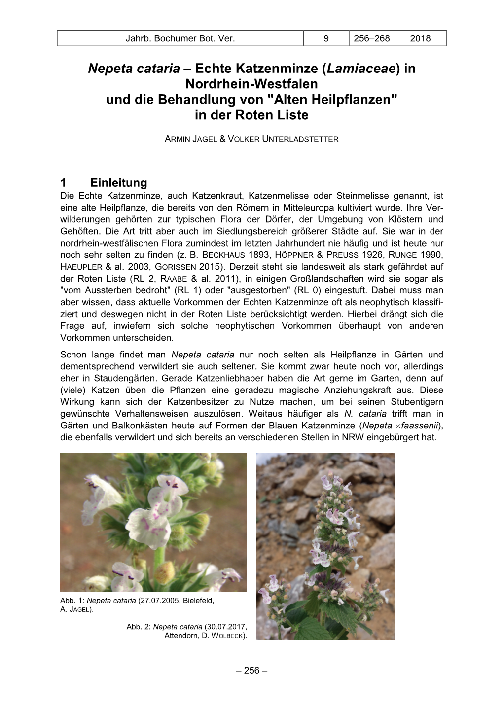Nepeta Cataria – Echte Katzenminze (Lamiaceae) in Nordrhein-Westfalen Und Die Behandlung Von "Alten Heilpflanzen" in Der Roten Liste
