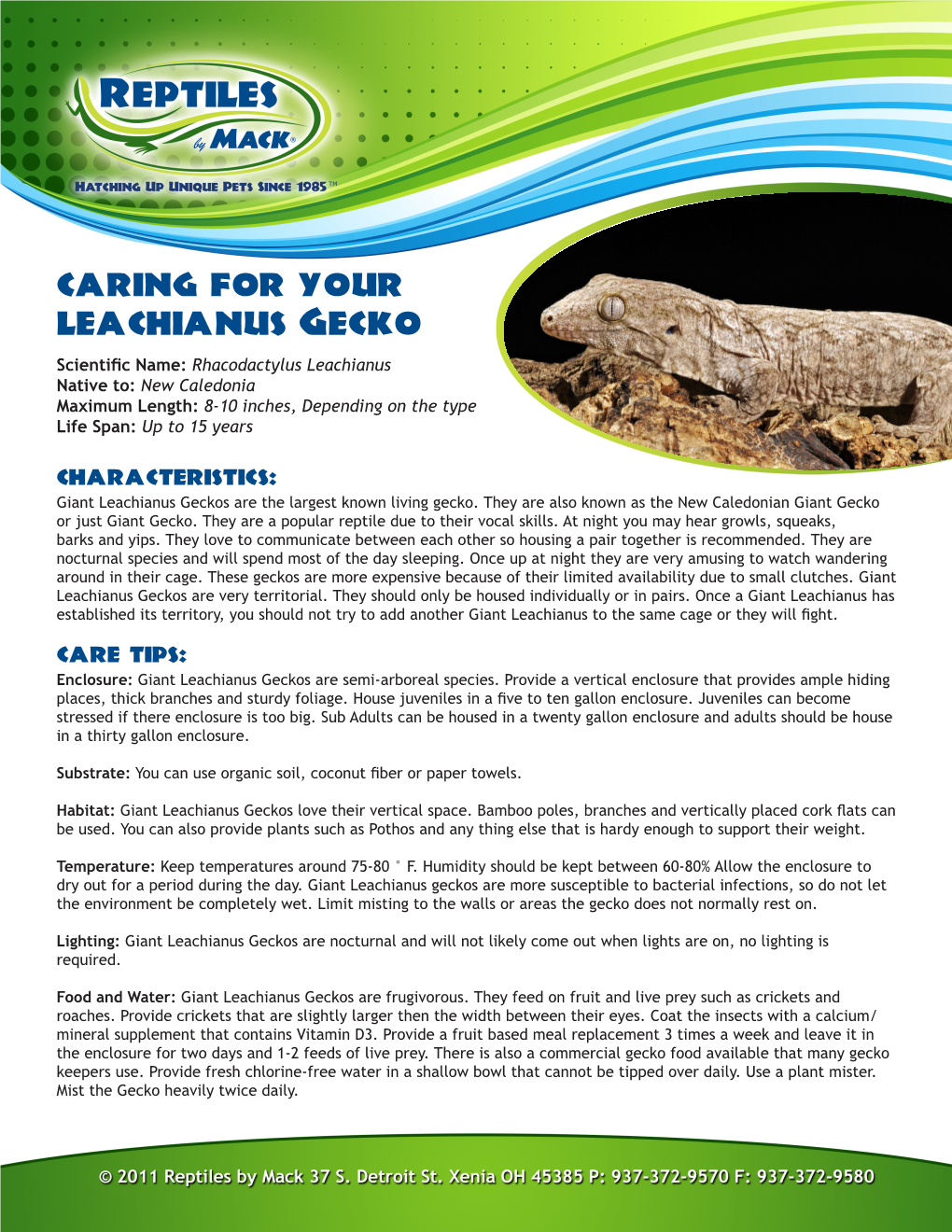 Leachianus Gecko Care Sheet