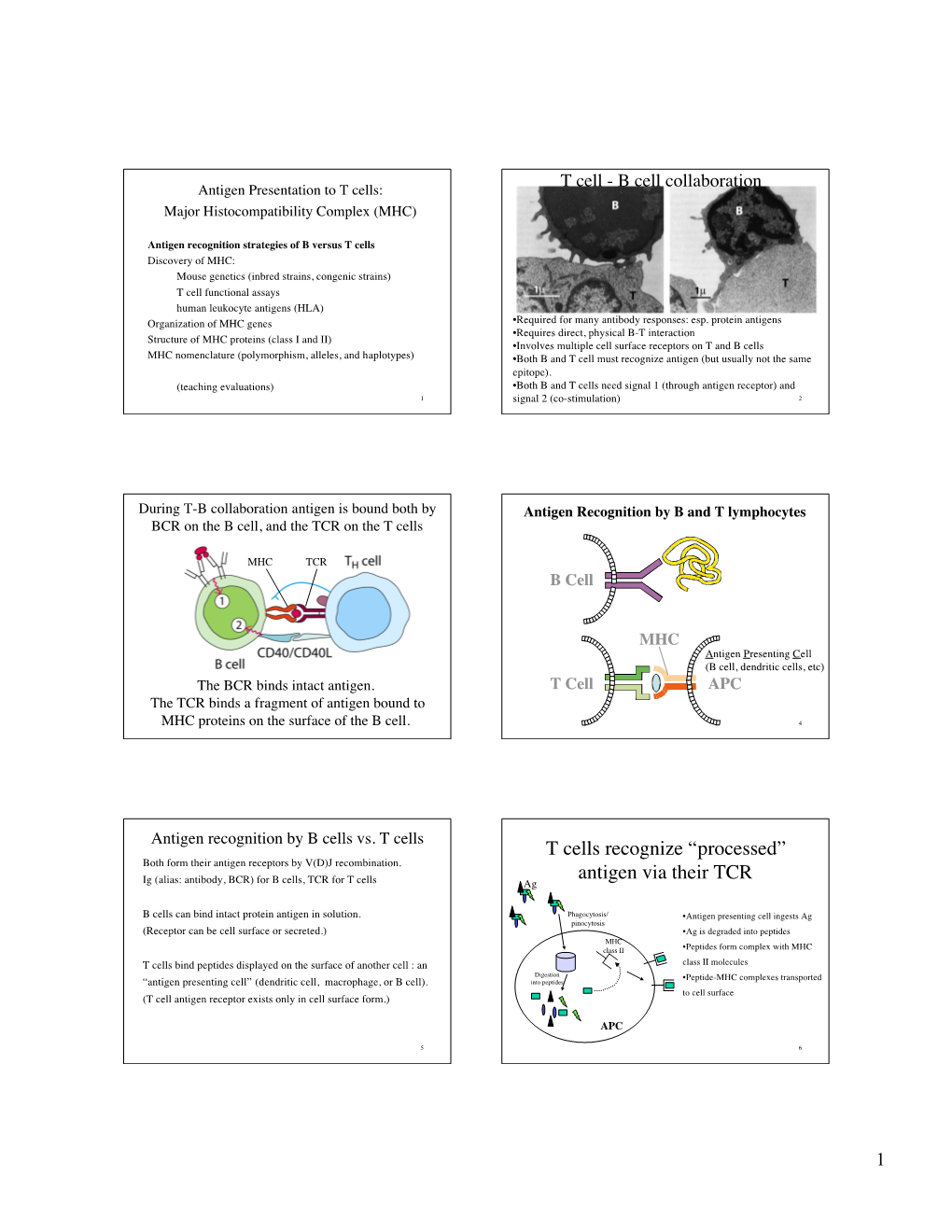 T Cells Recognize “Processed” Antigen Via Their