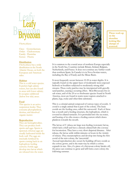 Leafy Bryozoans and Other Bryozoan Species in General Play an Important Role in Marine Ecosystems