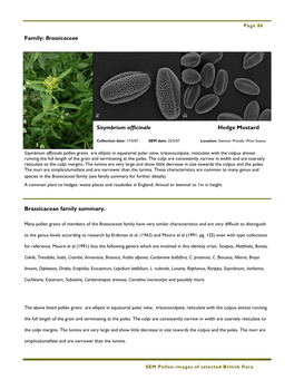 Family: Brassicaceae Brassicaceae Family Summary. Sisymbrium