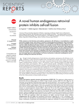 A Novel Human Endogenous Retroviral Protein Inhibits Cell-Cell Fusion