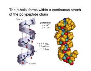 The Α-Helix Forms Within a Continuous Strech of the Polypeptide Chain