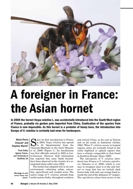 A Foreigner in France: the Asian Hornet in 2004 the Hornet Vespa Velutina L