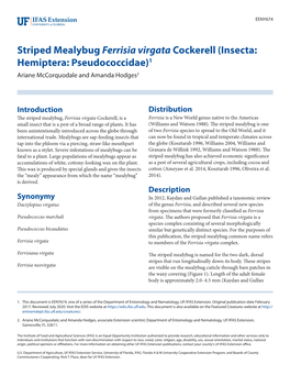 Striped Mealybug Ferrisia Virgata Cockerell (Insecta: Hemiptera: Pseudococcidae)1 Ariane Mccorquodale and Amanda Hodges2