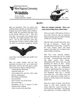 Bats Are Unique Animals. Here Are Some Interesting Facts About Bats