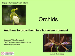 Orchids for the Home