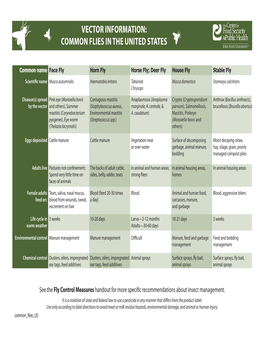 Common Flies in the United States