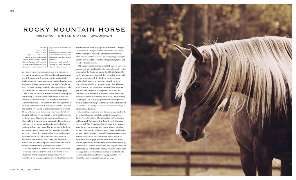 Rocky Mountain Horse Historic – United States – Uncommon