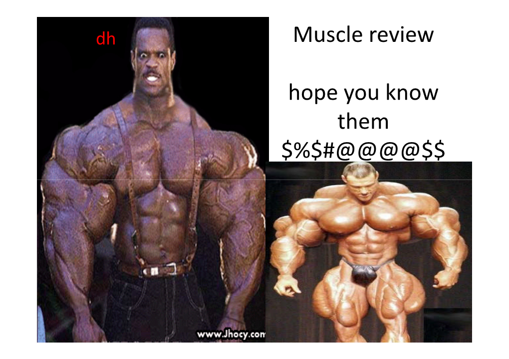 Muscle Review