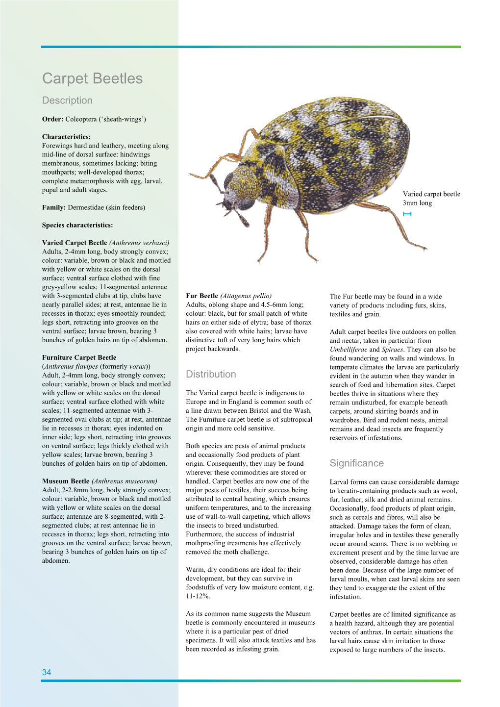 Carpet Beetles Description
