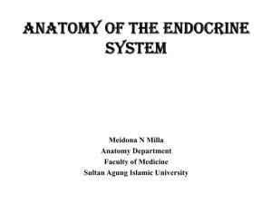 Anatomy of the Endocrine System