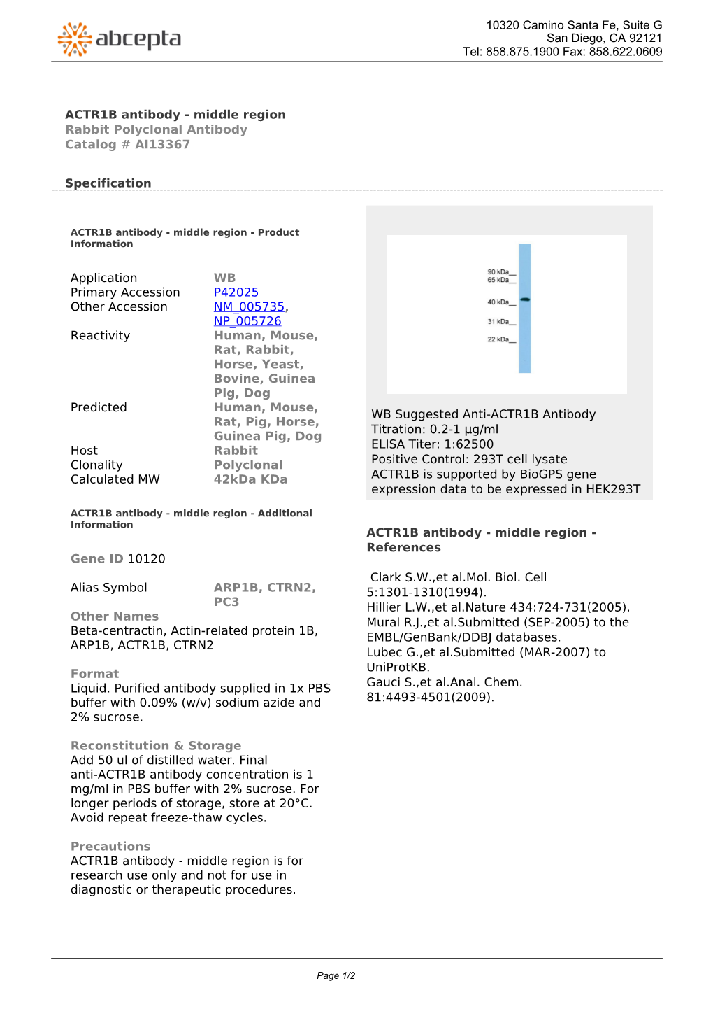 ACTR1B Antibody - Middle Region Rabbit Polyclonal Antibody Catalog # AI13367