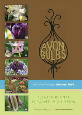 Plants and Bulbs to Flower in the Spring Order No