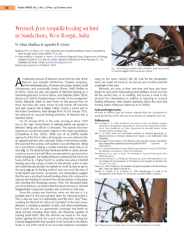Wryneck Jynx Torquilla Feeding on Bird in Sundarbans, West Bengal, India