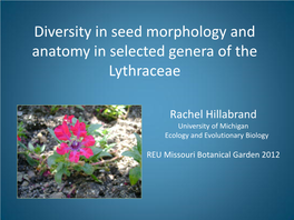 Evaluation of the Seed Characters of the Lythraceae