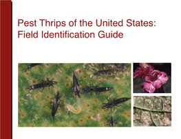 Pest Thrips of the United States: Field Identification Guide MM1 2 3 4 56 INCHES 1 2 3