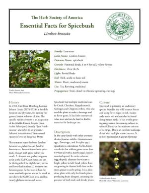The Herb Society of America Essential Facts for Spicebush Lindera Benzoin