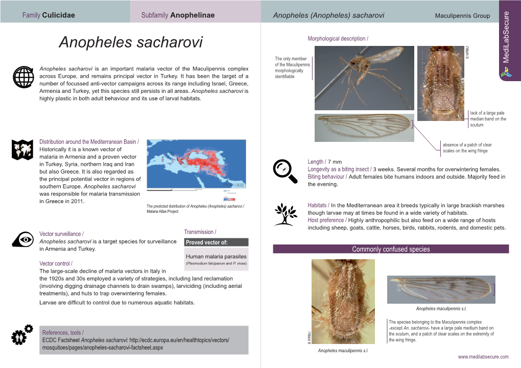 Anopheles Sacharovi Morphological Description