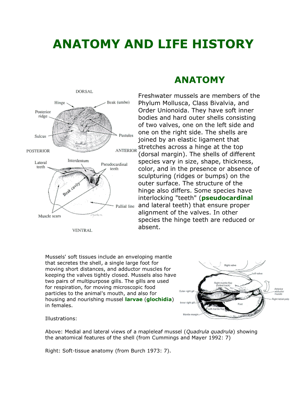 Anatomy and Life History