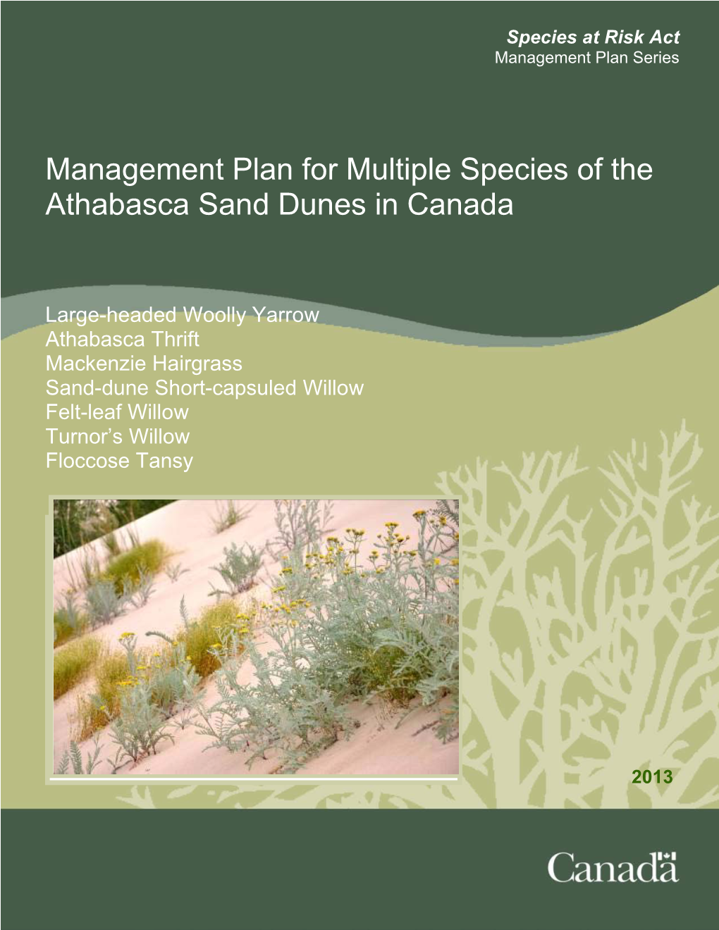 Athabasca Thrift Mackenzie Hairgrass Sand-Dune Short-Capsuled Willow Felt-Leaf Willow Turnor’S Willow Floccose Tansy