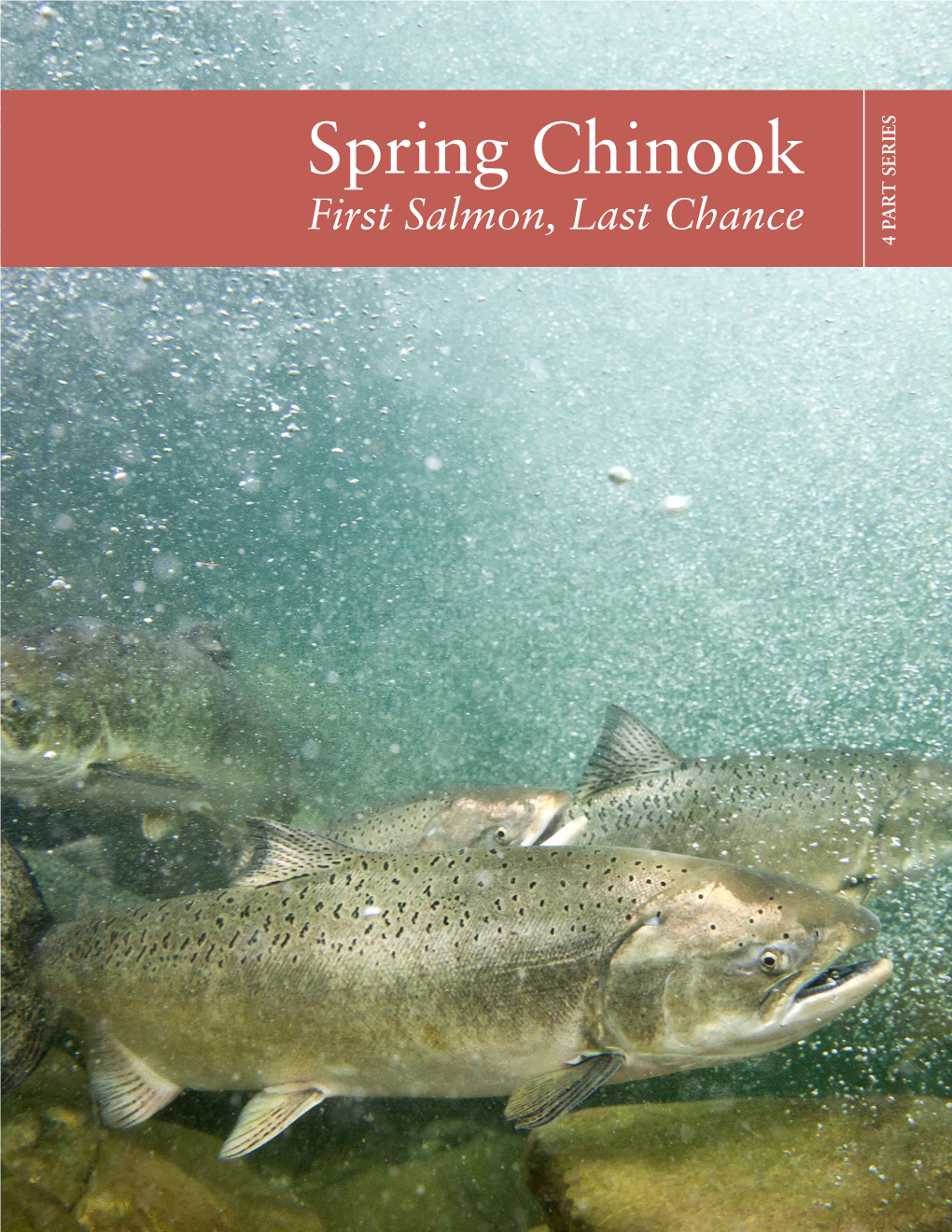 Spring Chinook First Salmon, Lastchance