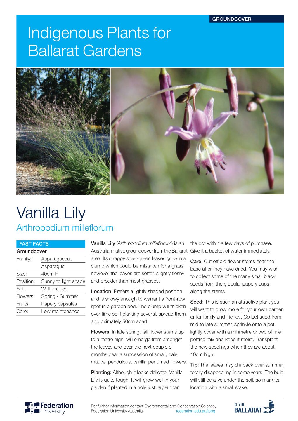 Vanilla Lily Indigenous Plants for Ballarat Gardens