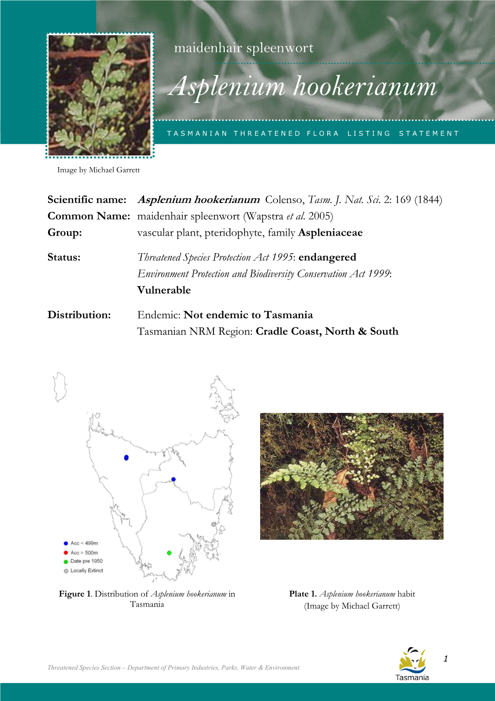 Asplenium Hookerianum (Maidenhair Spleenwort) Maidenhair Spleenwort