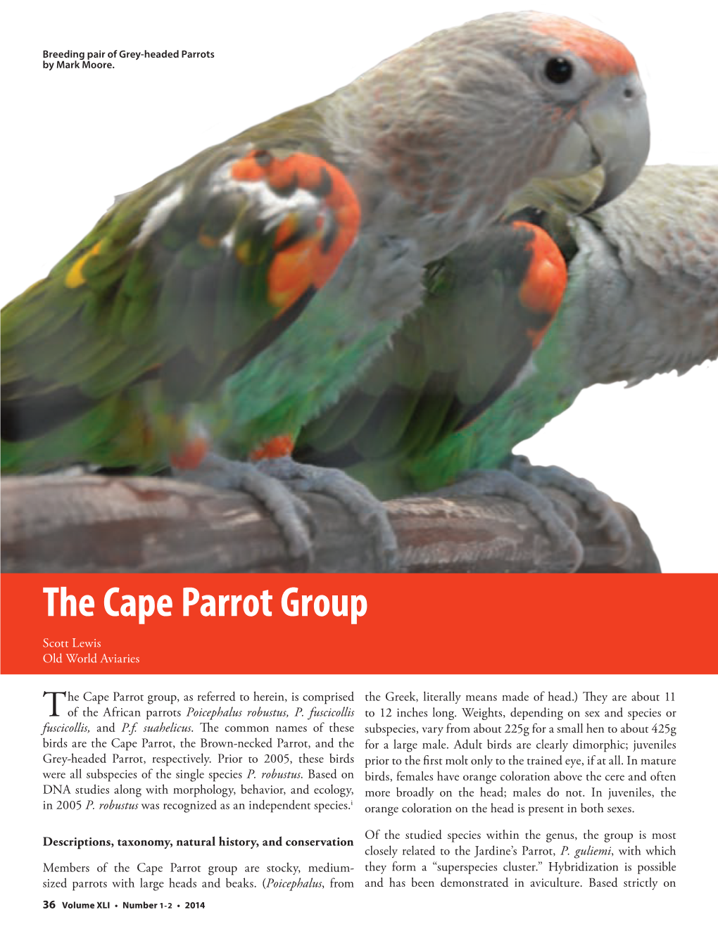 The Cape Parrot Group Scott Lewis Old World Aviaries
