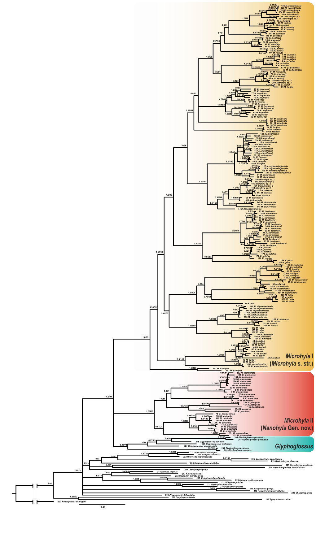 Supplementary Phylogeny Old.Cdr