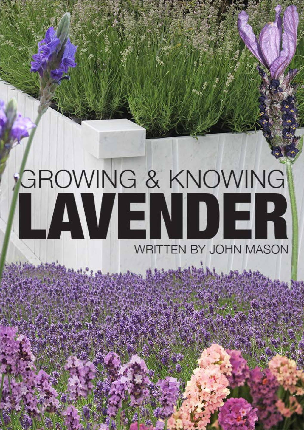 Growing Knowing Lavender S