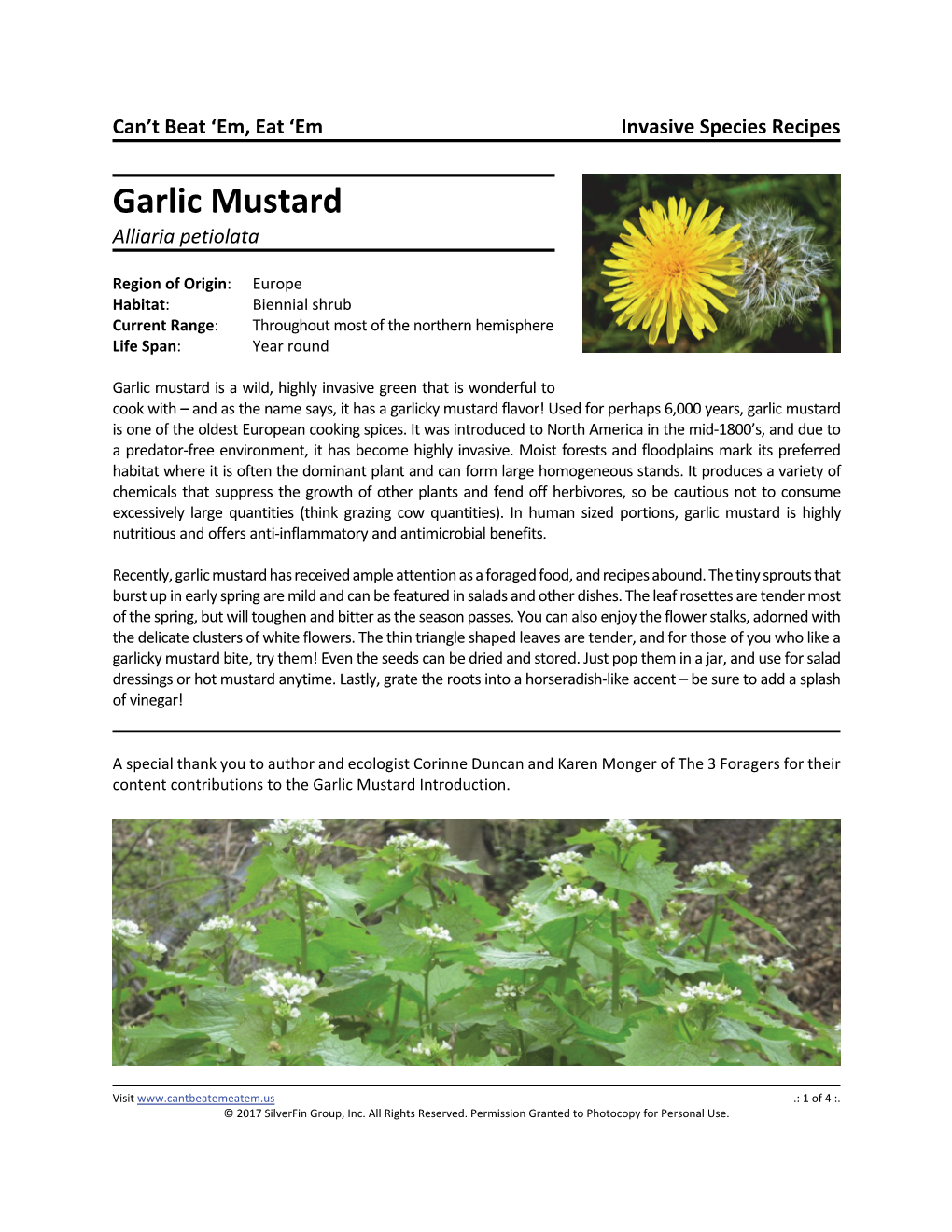 Garlic Mustard Alliaria Petiolata