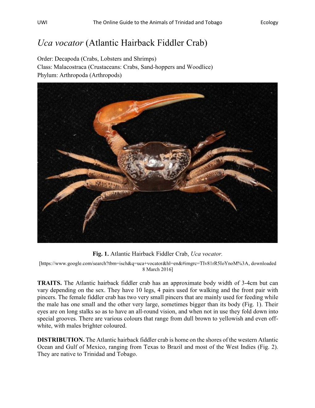 Uca Vocator (Atlantic Hairback Fiddler Crab)