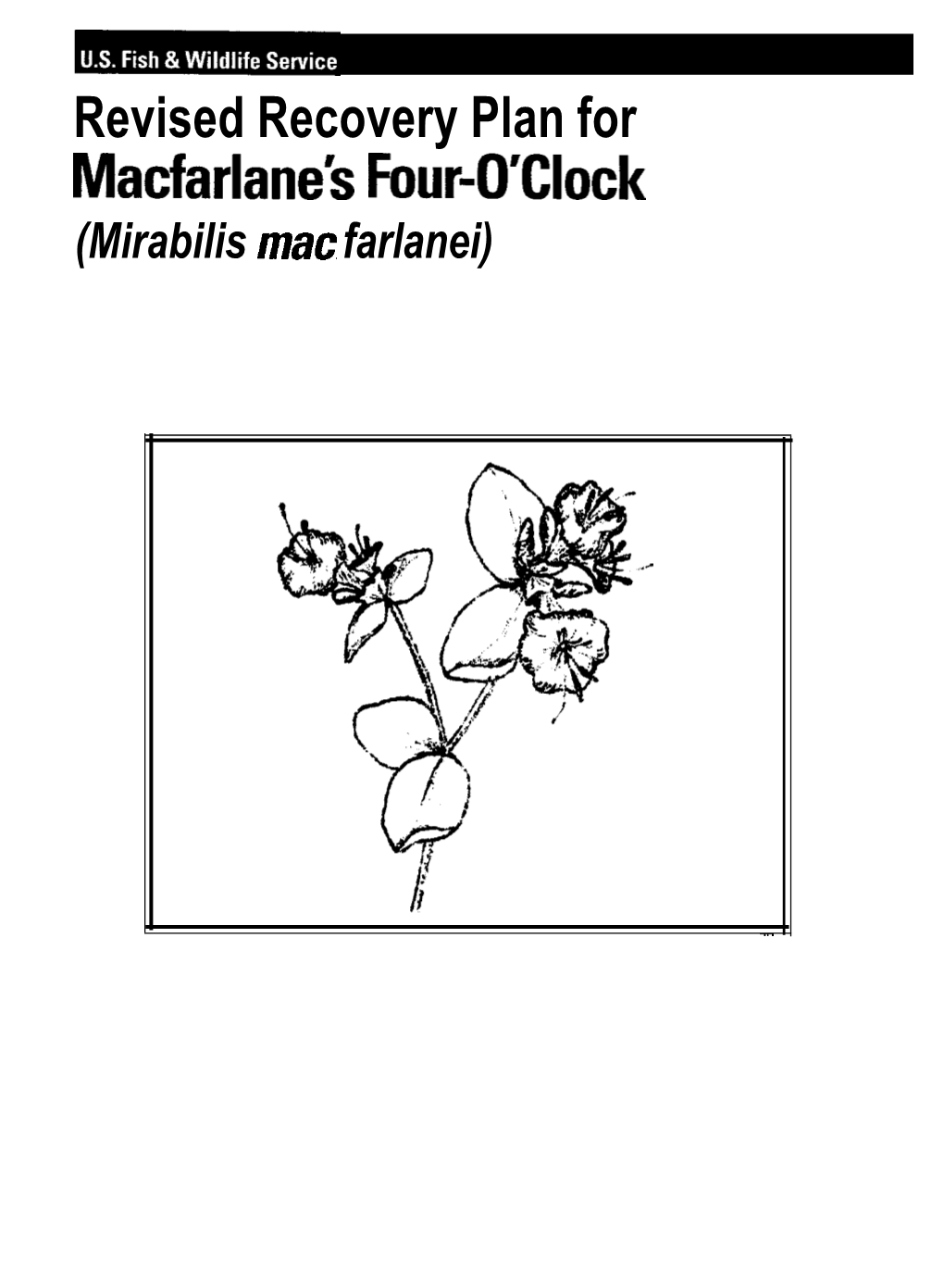 Revised Recovery Plan for Macfarlanes Four-O'clock