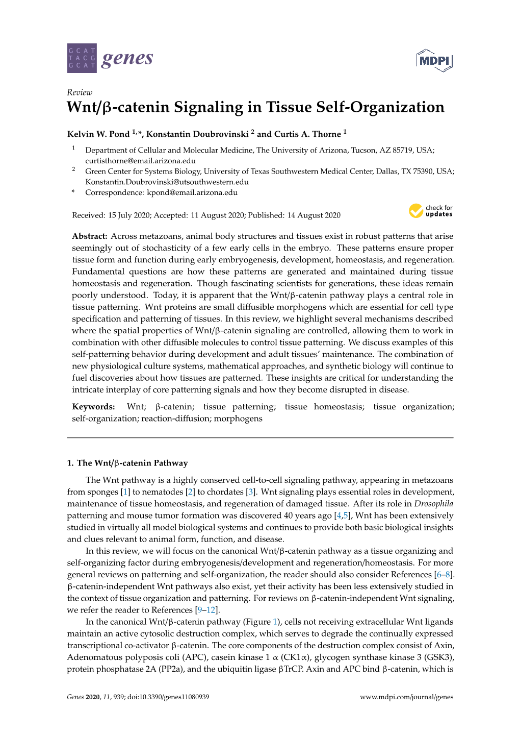 Wnt/-Catenin Signaling in Tissue Self-Organization