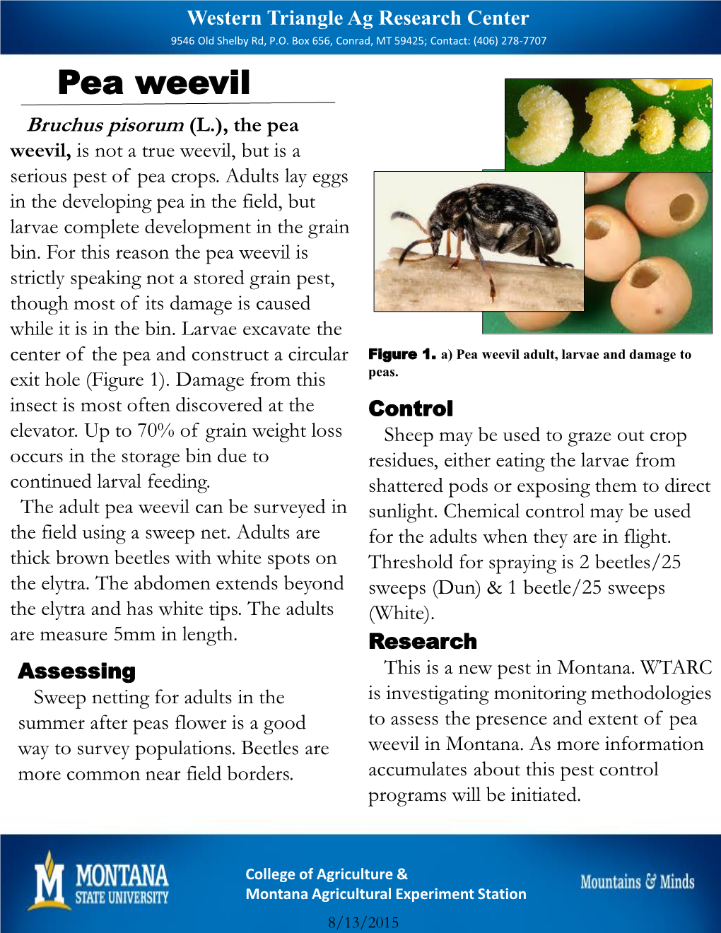 Pea Weevil Bruchus Pisorum (L.), the Pea Weevil, Is Not a True Weevil, but Is a Serious Pest of Pea Crops