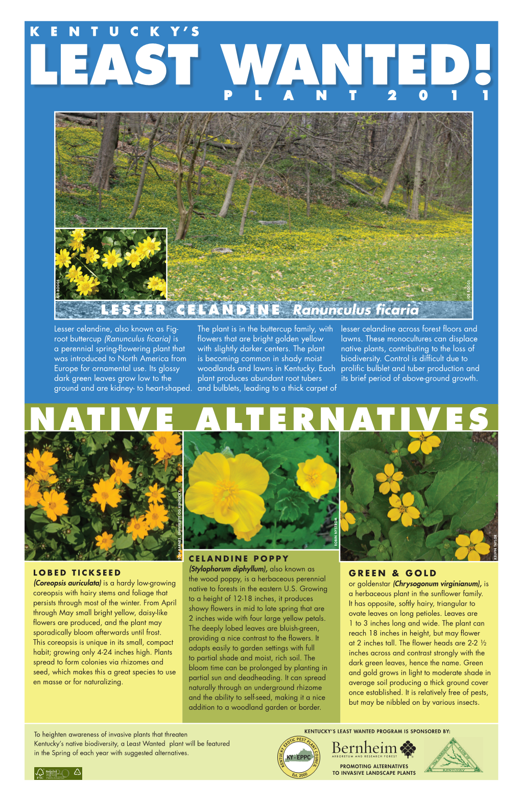 Lesser Celandine