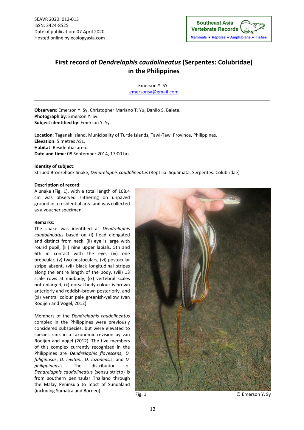 First Record of Dendrelaphis Caudolineatus (Serpentes: Colubridae) in the Philippines