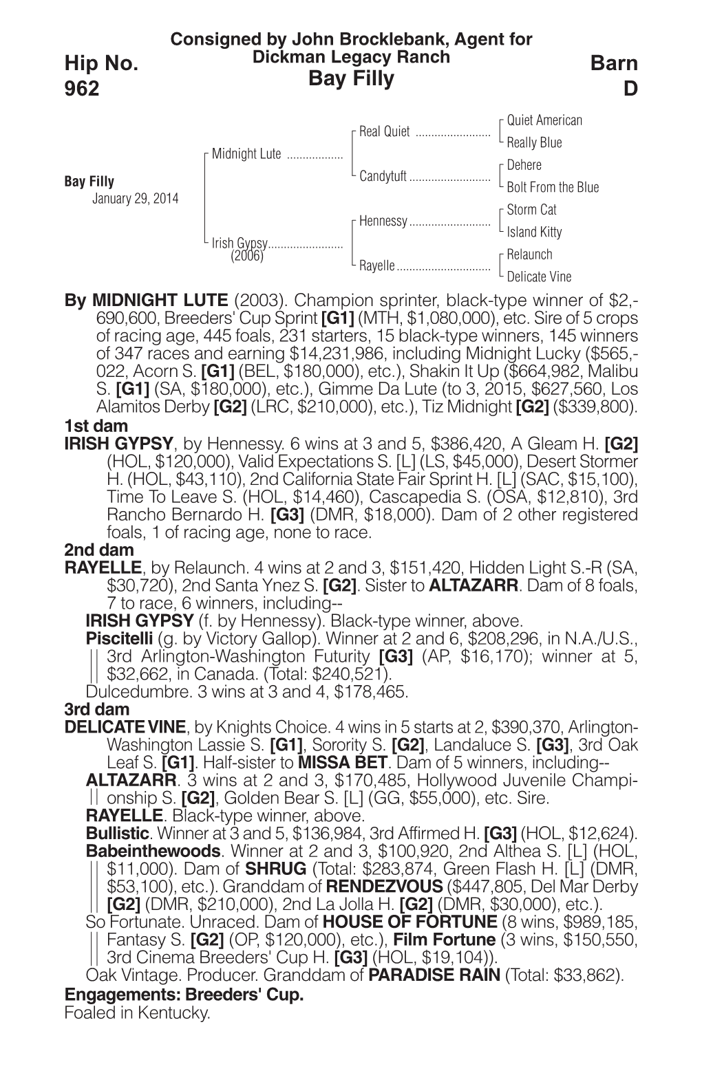 Bay Filly Barn D Hip No