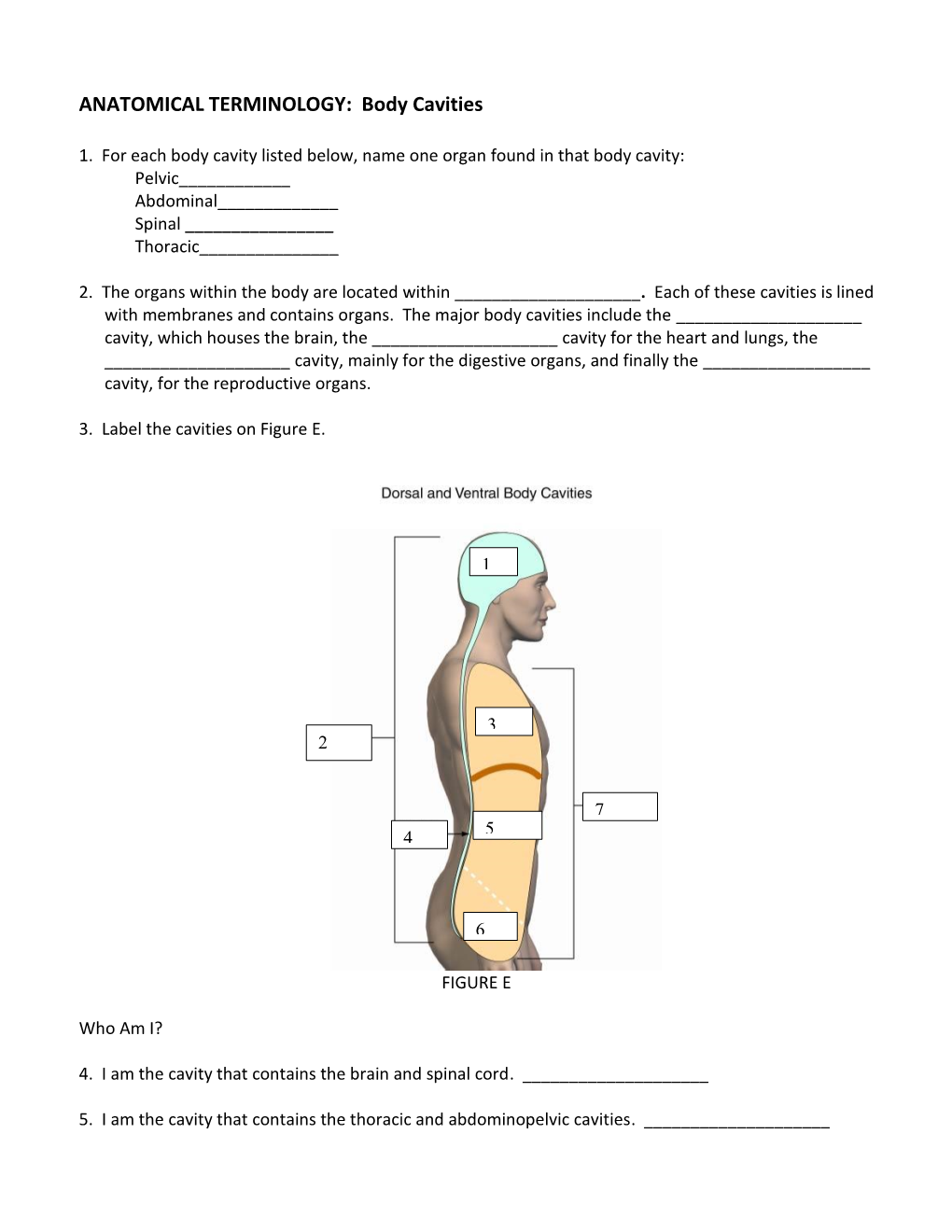 ANATOMICAL TERMINOLOGY: Body Cavities