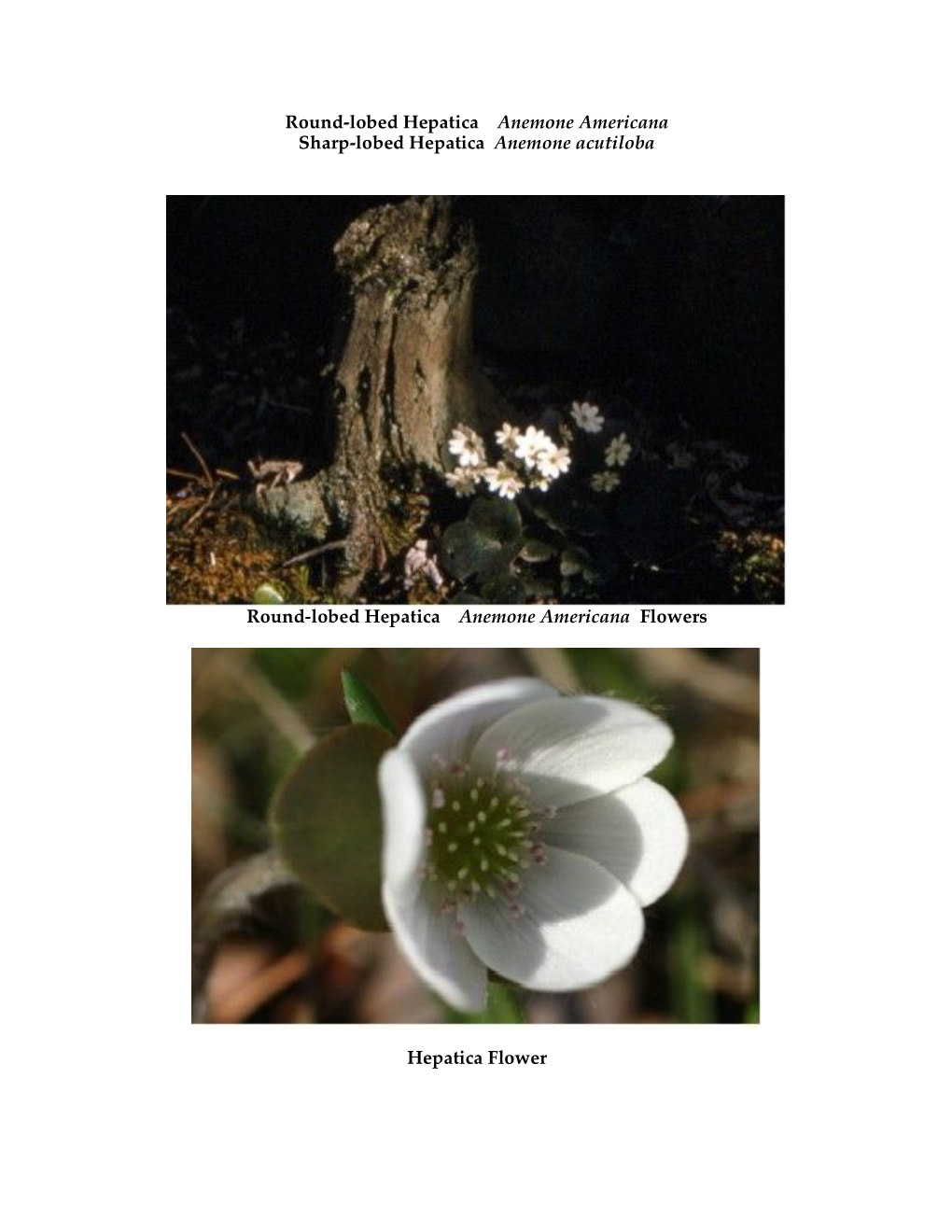 Round-Lobed Hepatica Anemone Americana Sharp-Lobed Hepatica Anemone Acutiloba Round-Lobed Hepatica Anemone Americana Flowers