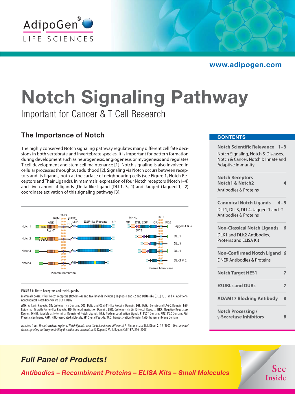 Notch Signaling Pathway Important for Cancer & T Cell Research