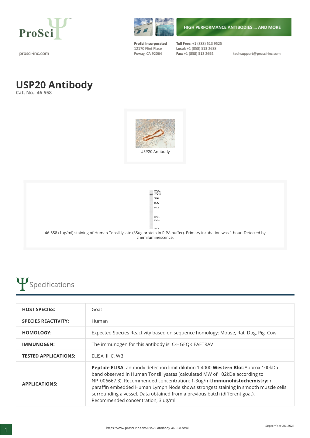 USP20 Antibody Cat