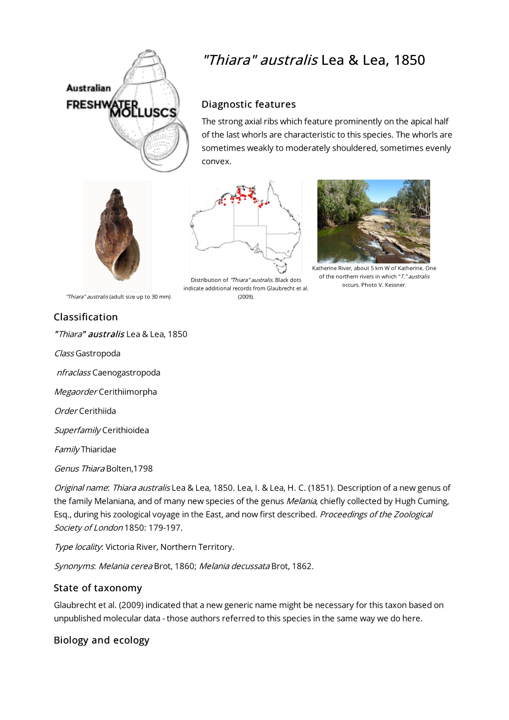 Thiara Australis Lea & Lea, 1850