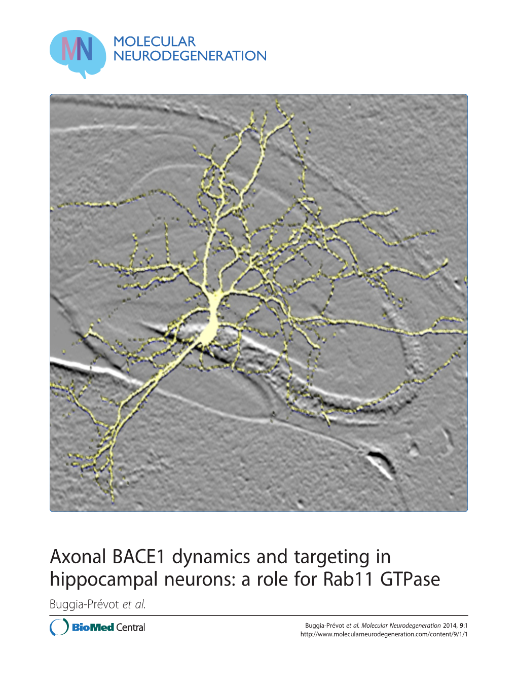 Axonal BACE1 Dynamics and Targeting in Hippocampal Neurons: a Role for Rab11 Gtpase Buggia-Prévot Et Al