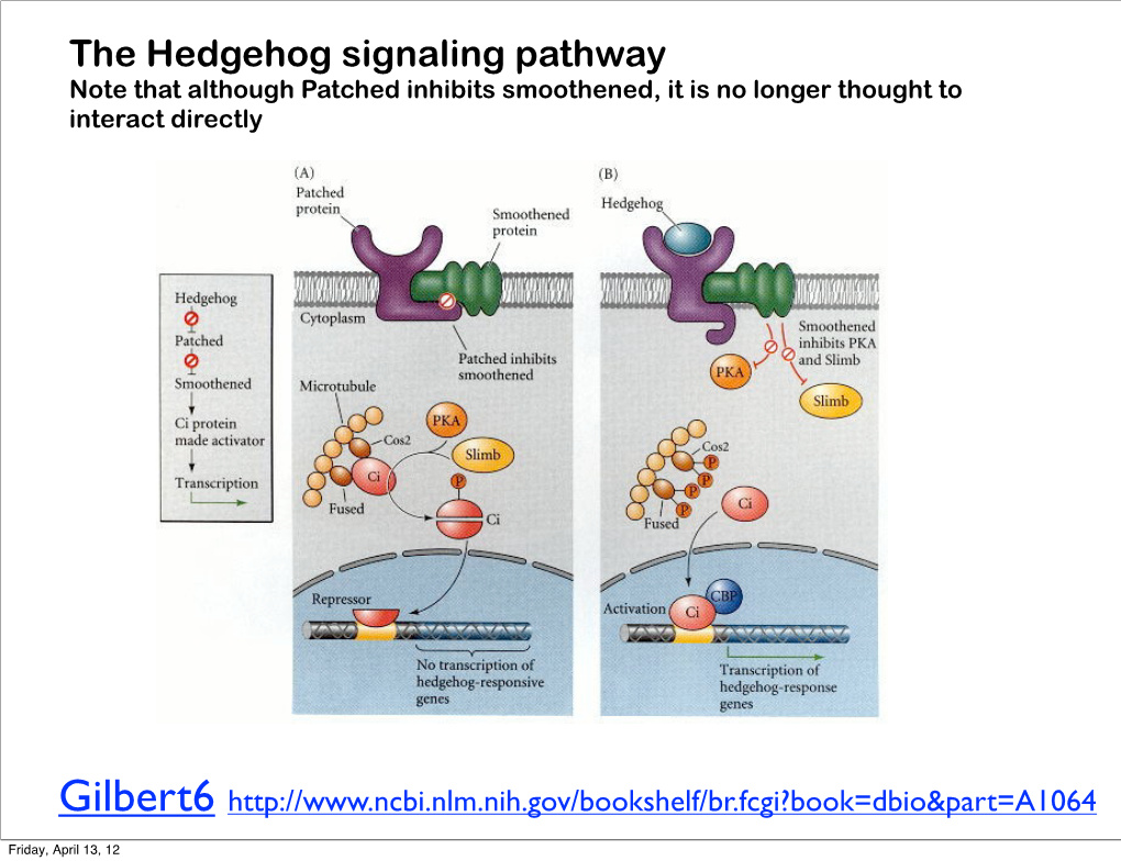 The Hedgehog Signaling Pathway Note That Although Patched Inhibits Smoothened, It Is No Longer Thought to Interact Directly