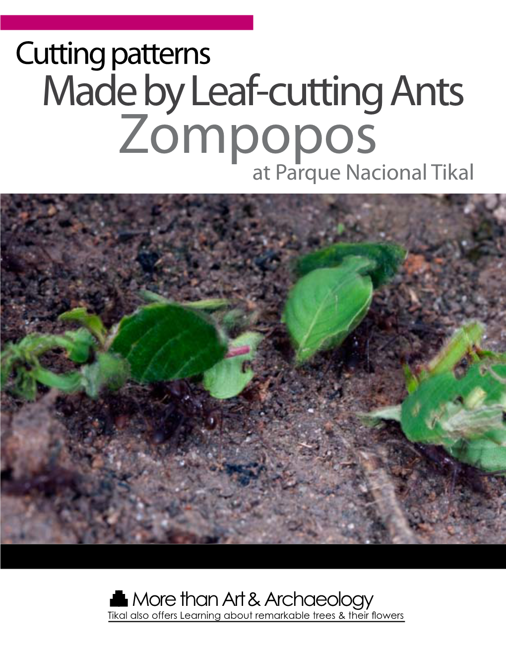 Cutting Patterns Made by Leaf-Cutting Ants Zompopos at Parque Nacional Tikal